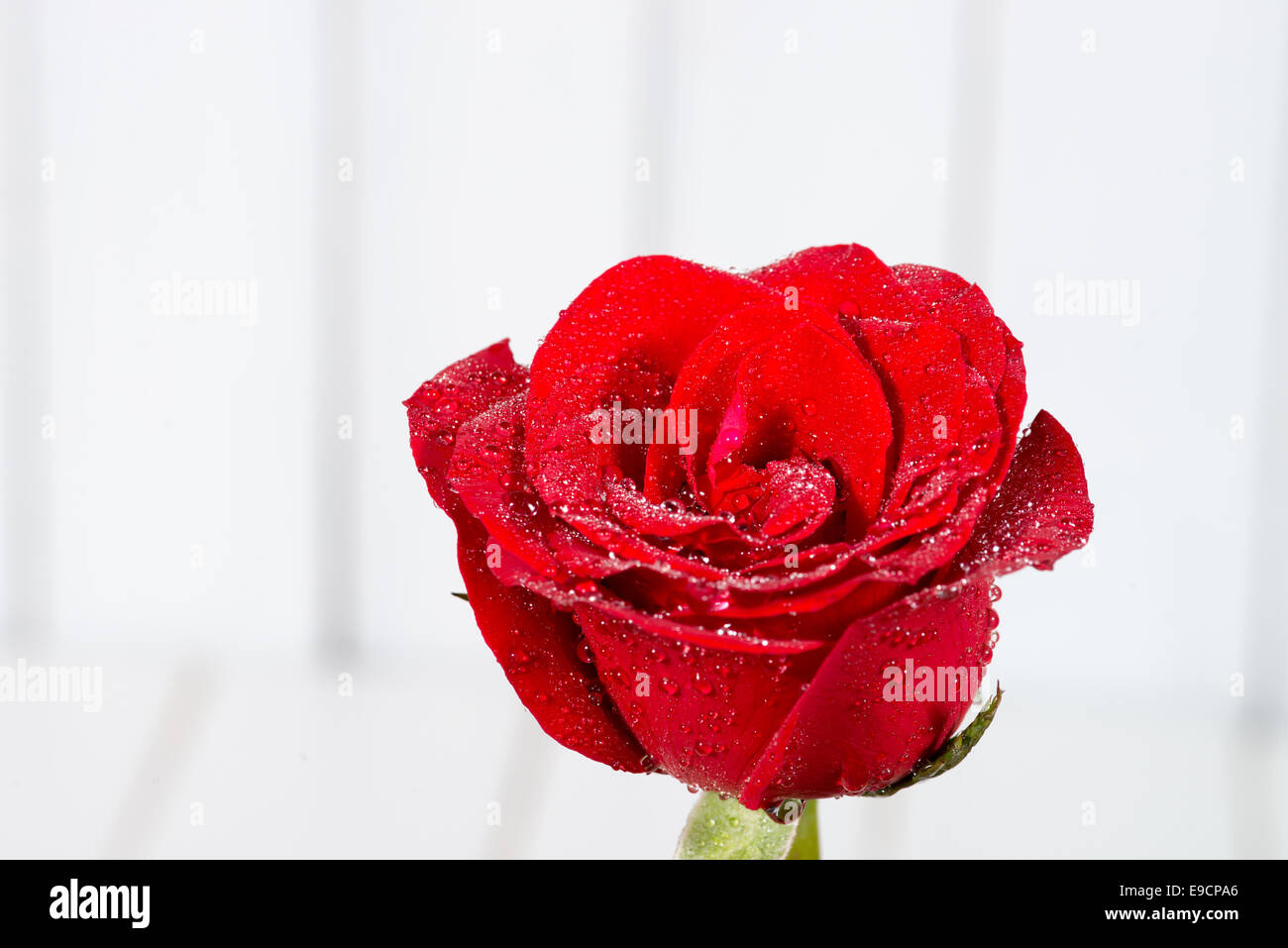 die roten Rosen auf hölzernen Hintergrund Stockfoto