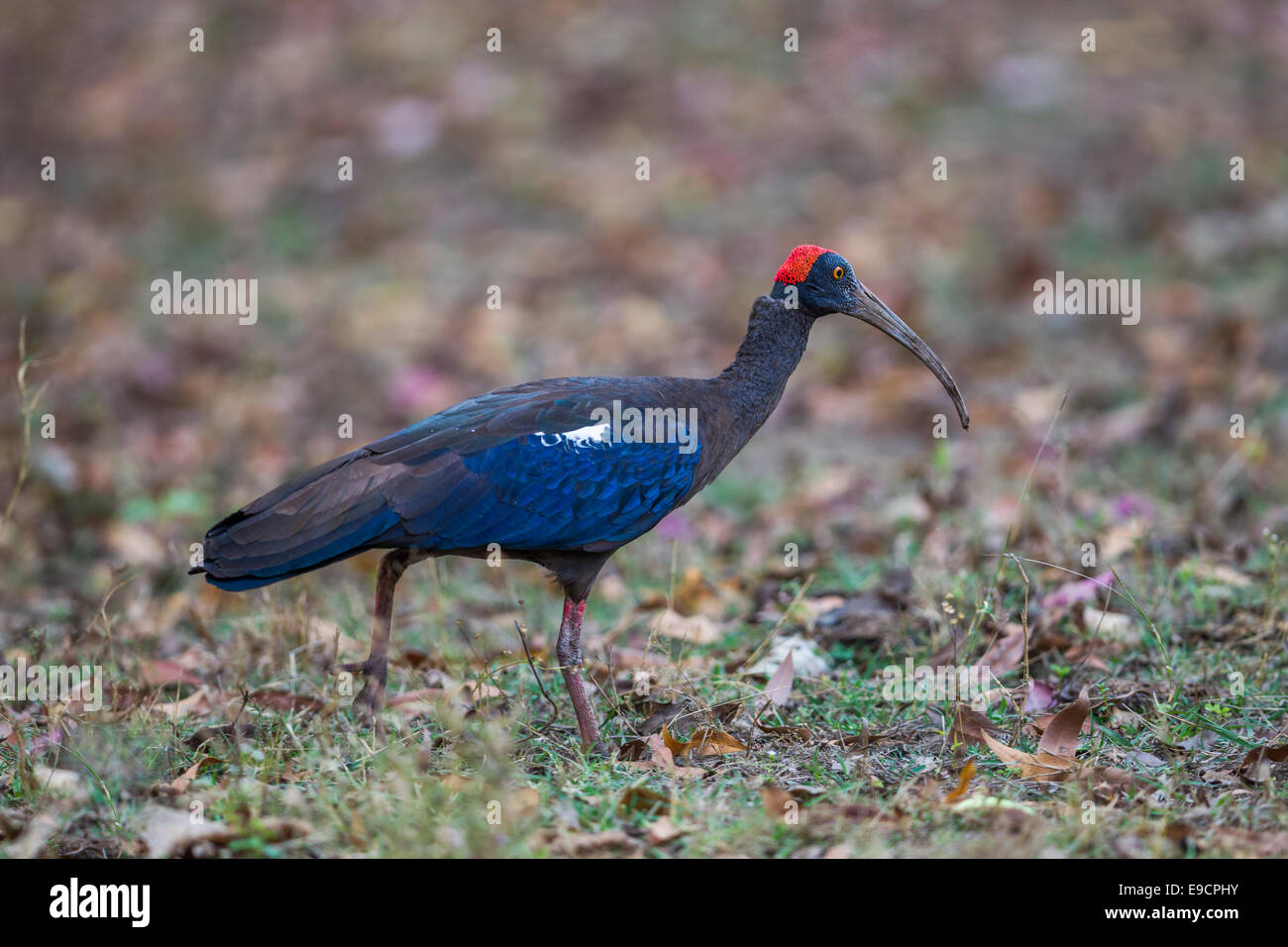 Schwarze Ibis (Pseudibis Papillosa) im Gir National Park, Sasan, Indien. Stockfoto