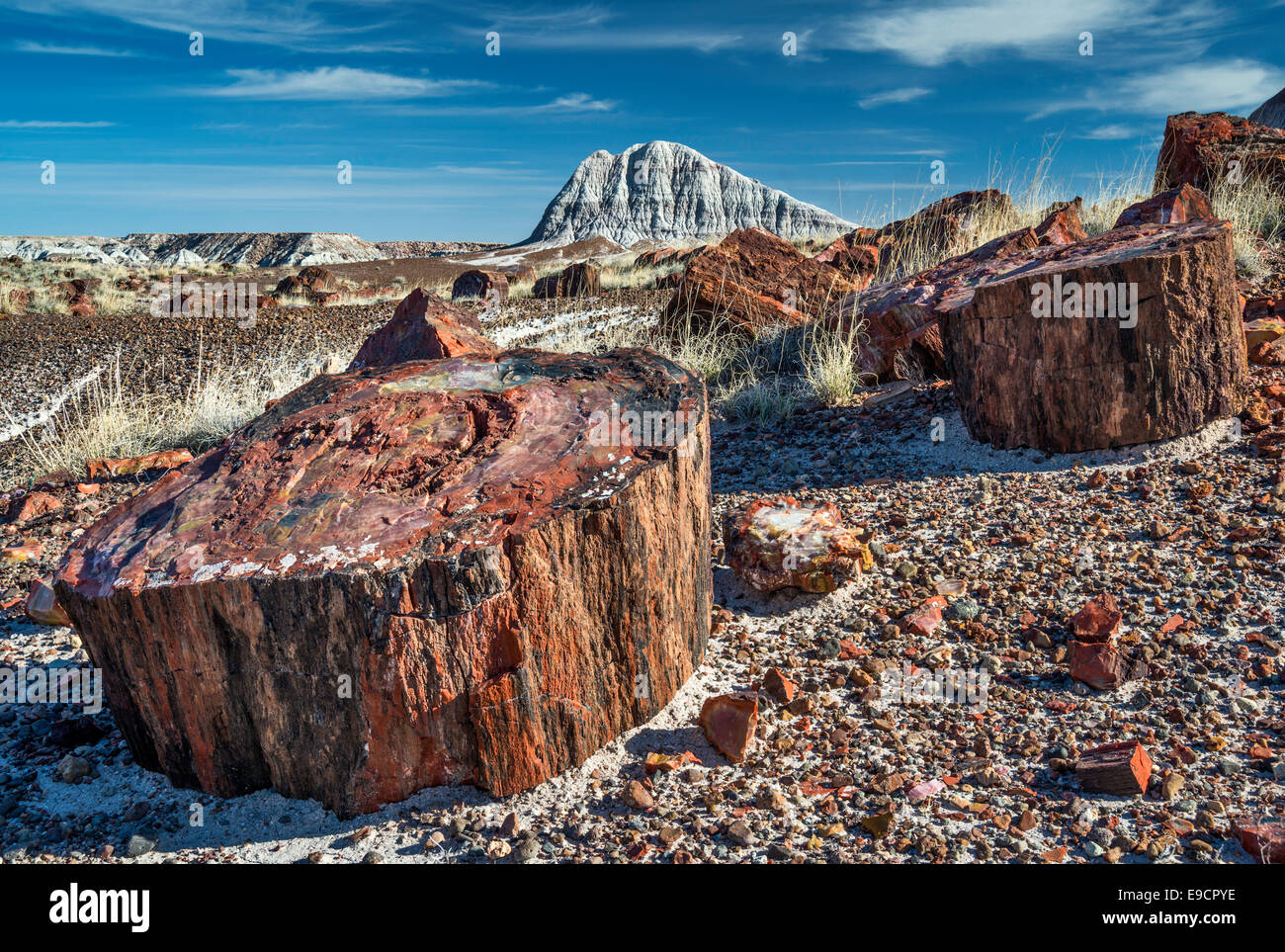 Versteinertes Holz auf Long Logs Trail, Petrified Forest National Park, Colorado Plateau, Arizona, USA Stockfoto