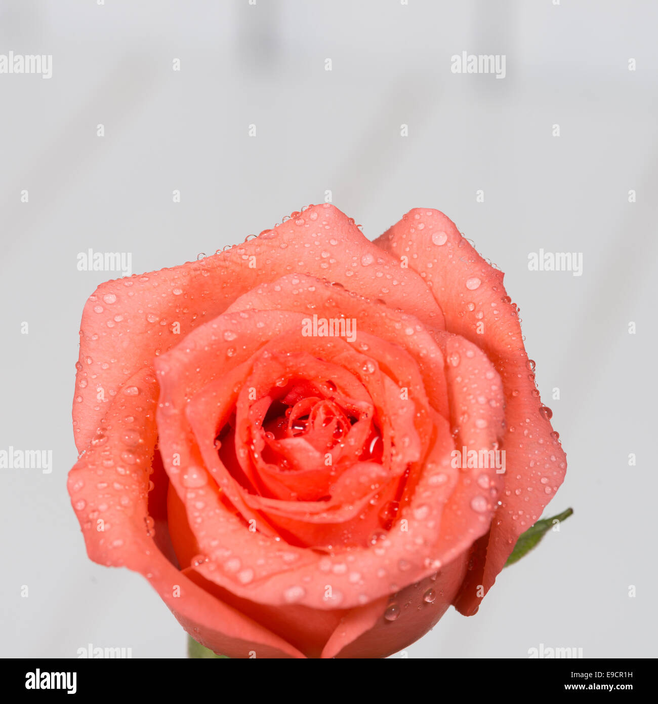 die roten Rosen auf hölzernen Hintergrund Stockfoto