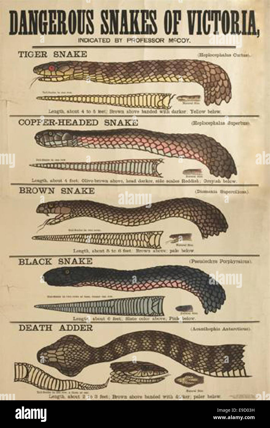 Dieses Foto zeigt eine Reihe gefährlicher Schlangen aus Victoria, Australien, als Teil der Museum Victoria Sammlung. Es zeigt einige der giftigsten Arten in der Region. Stockfoto