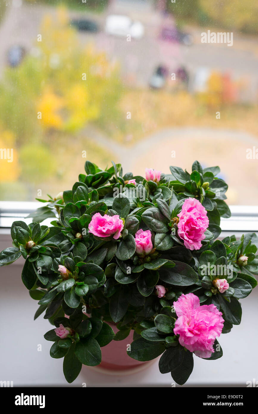 Rosa Azalee auf der Fensterbank Stockfoto