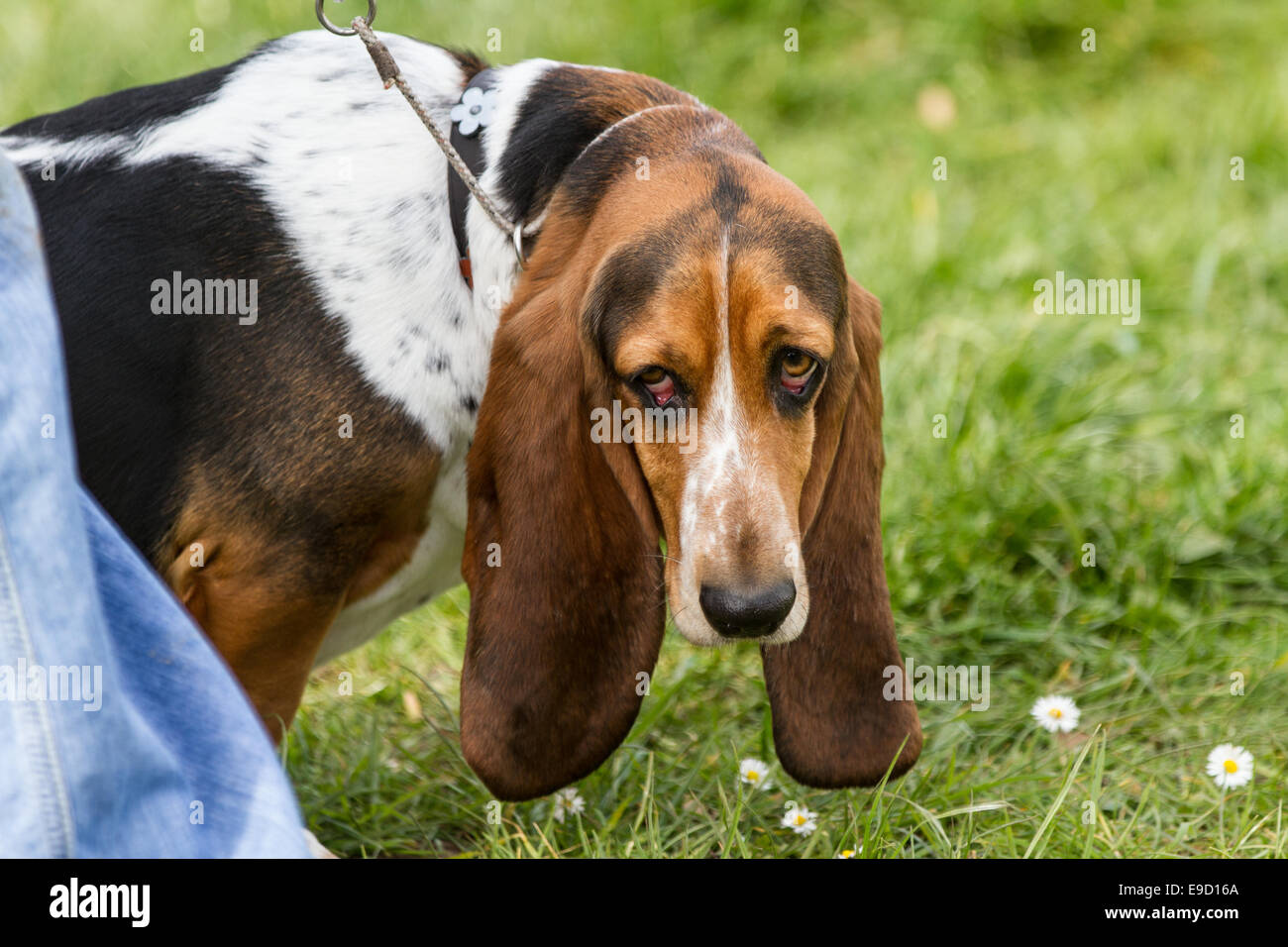 Leiter der ein Basset Hound mit großen droppy Ohren.  Draußen auf dem Rasen gebracht, ist der Hund an der Leine. Stockfoto