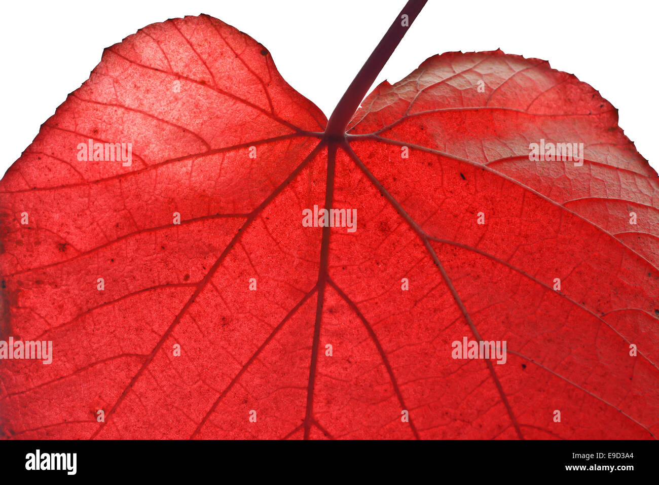 Nahaufnahme von roten Blatt an einem sonnigen Herbsttag Stockfoto