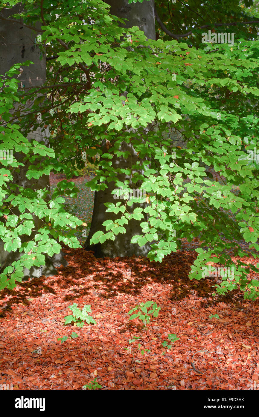 Rote Blätter im Wald an einem Herbsttag Stockfoto