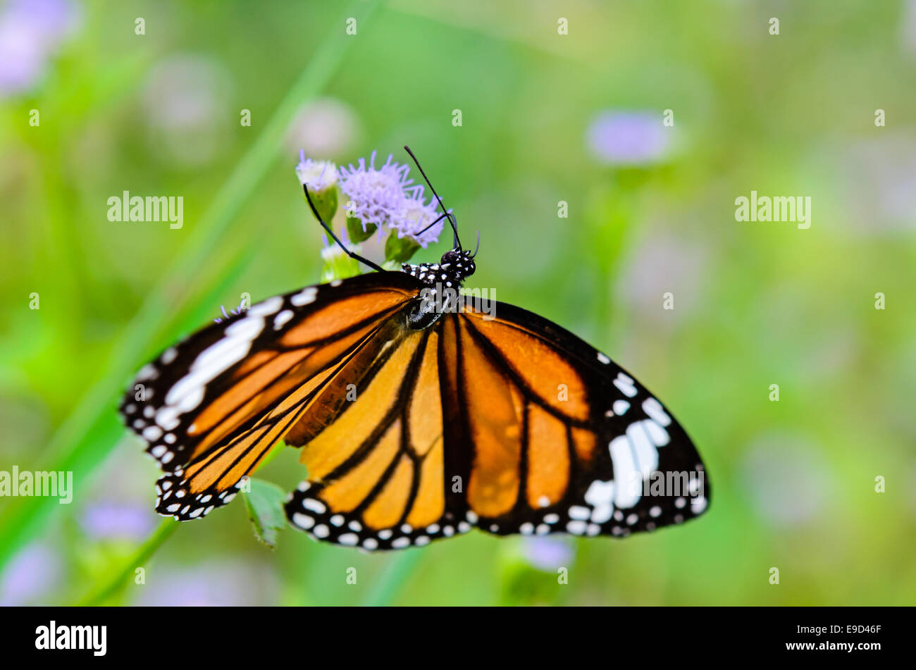Gemeinsamen Tiger oder Danaus Genutia Nahaufnahme Schmetterling gelb schwarz Muster sind auf Blumen Nektar essen Stockfoto