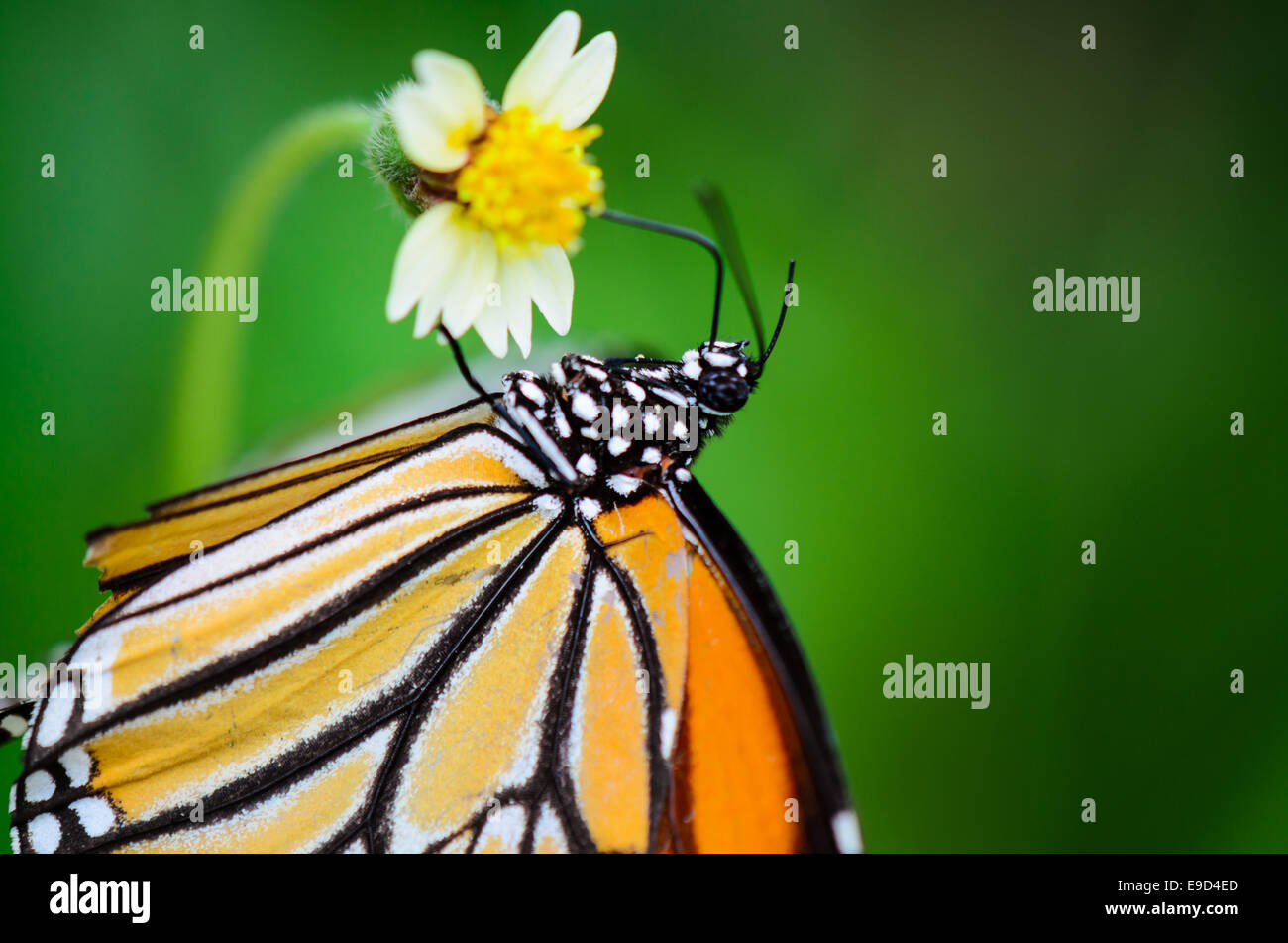 Gemeinsamen Tiger oder Danaus Genutia Nahaufnahme Schmetterling gelb schwarz Muster sind auf Blumen Nektar essen Stockfoto