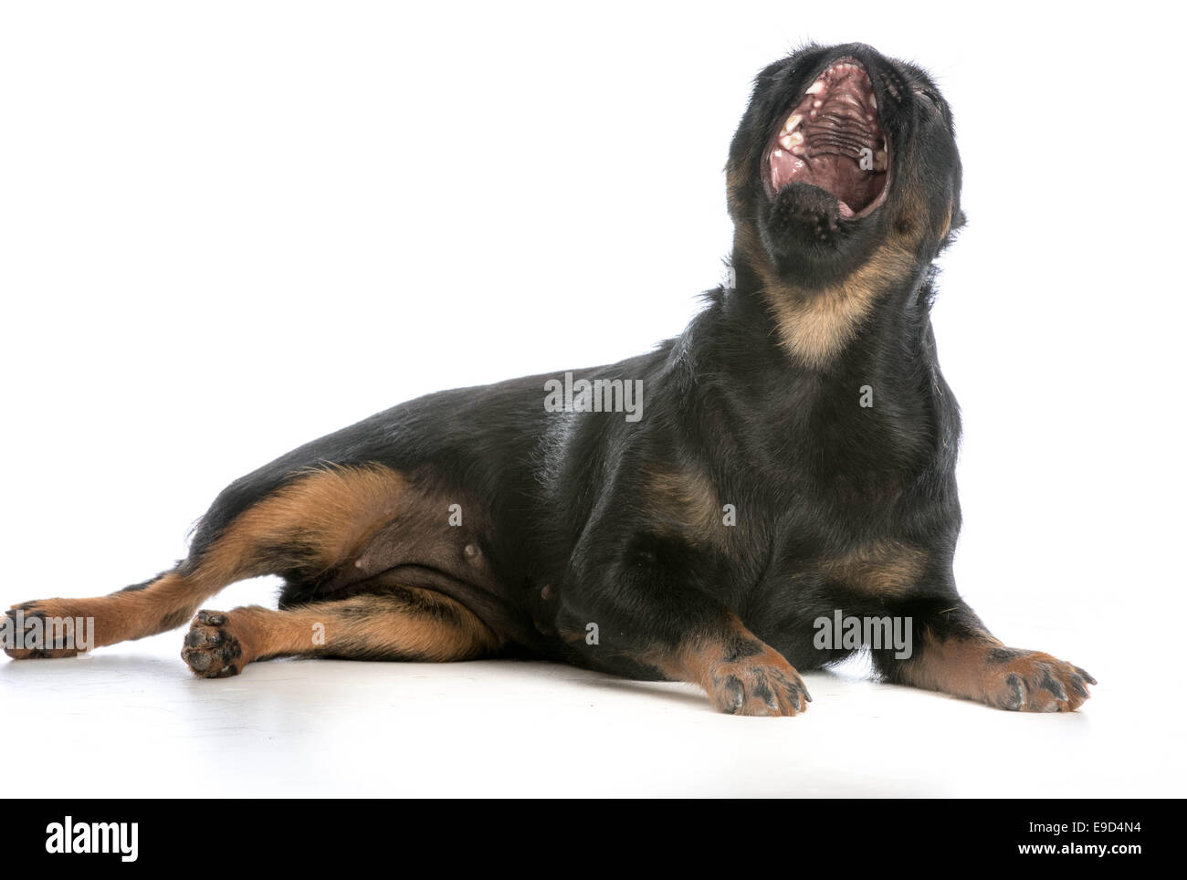 Hunde Gähnen - Brüsseler Griffon mit Mund öffnen Gähnen auf weißem Hintergrund Stockfoto