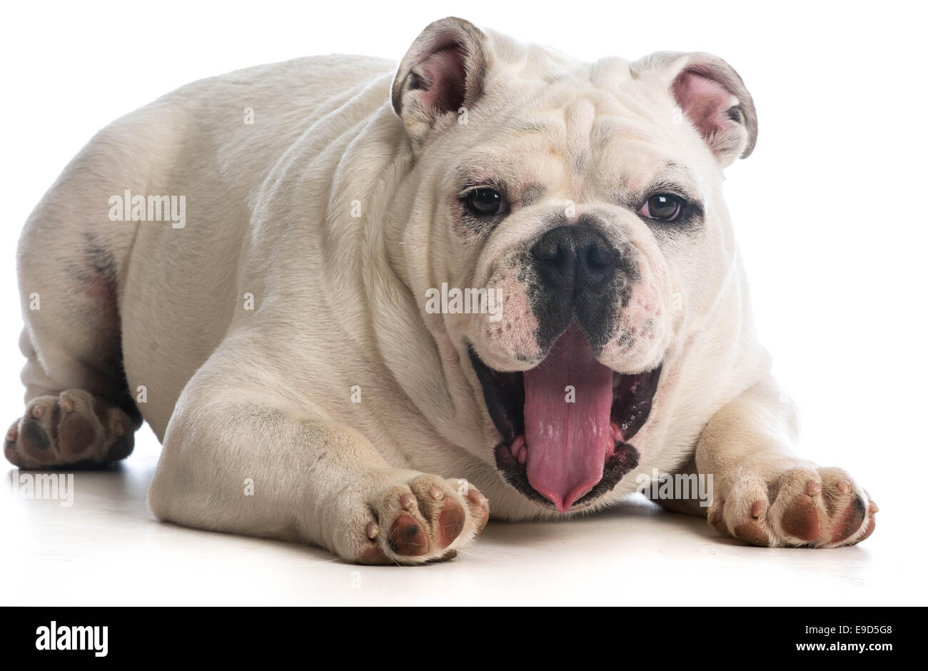 glücklicher Hund - 6 Monate alte englische Bulldogge mit überrascht Ausdruck auf weißem Hintergrund Stockfoto