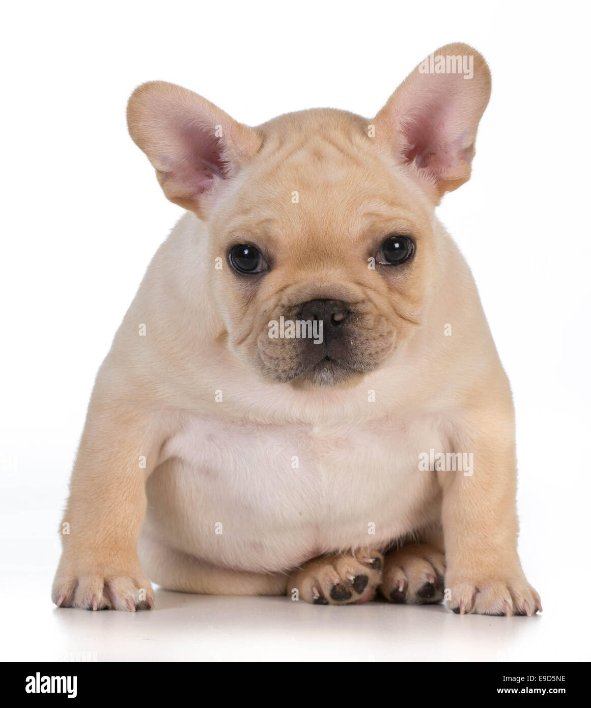 niedlichen Welpen - französische Bulldogge Welpen sitzen auf der Suche im Viewer - 7 Wochen alt Stockfoto