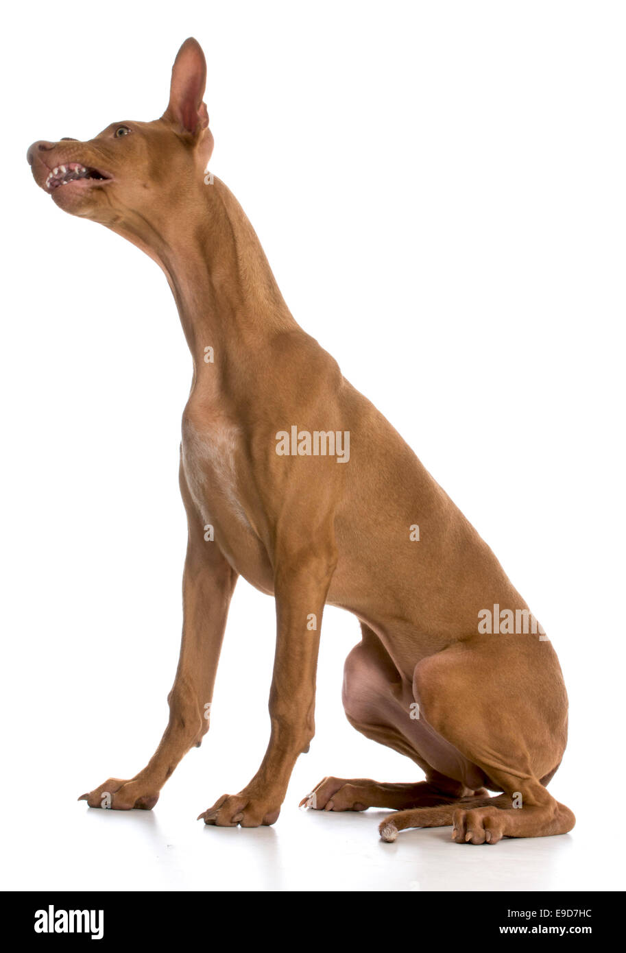 Pharaonenhund mit Mund offen zeigen Zähne auf weißem Hintergrund Stockfoto