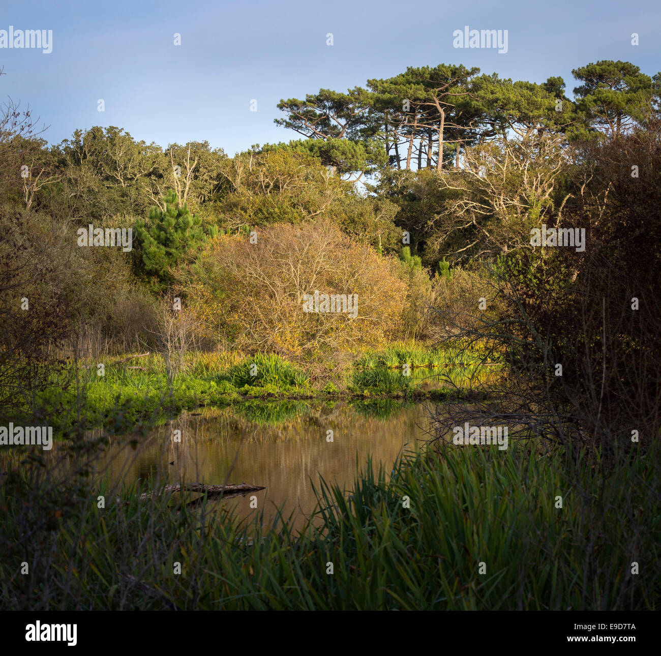 Ein sumpfiges Gebiet in den Wald der Landes (Seignosse - Aquitaine - Frankreich). Zone Marécageuse Dans la Forêt Landaise (Frankreich). Stockfoto