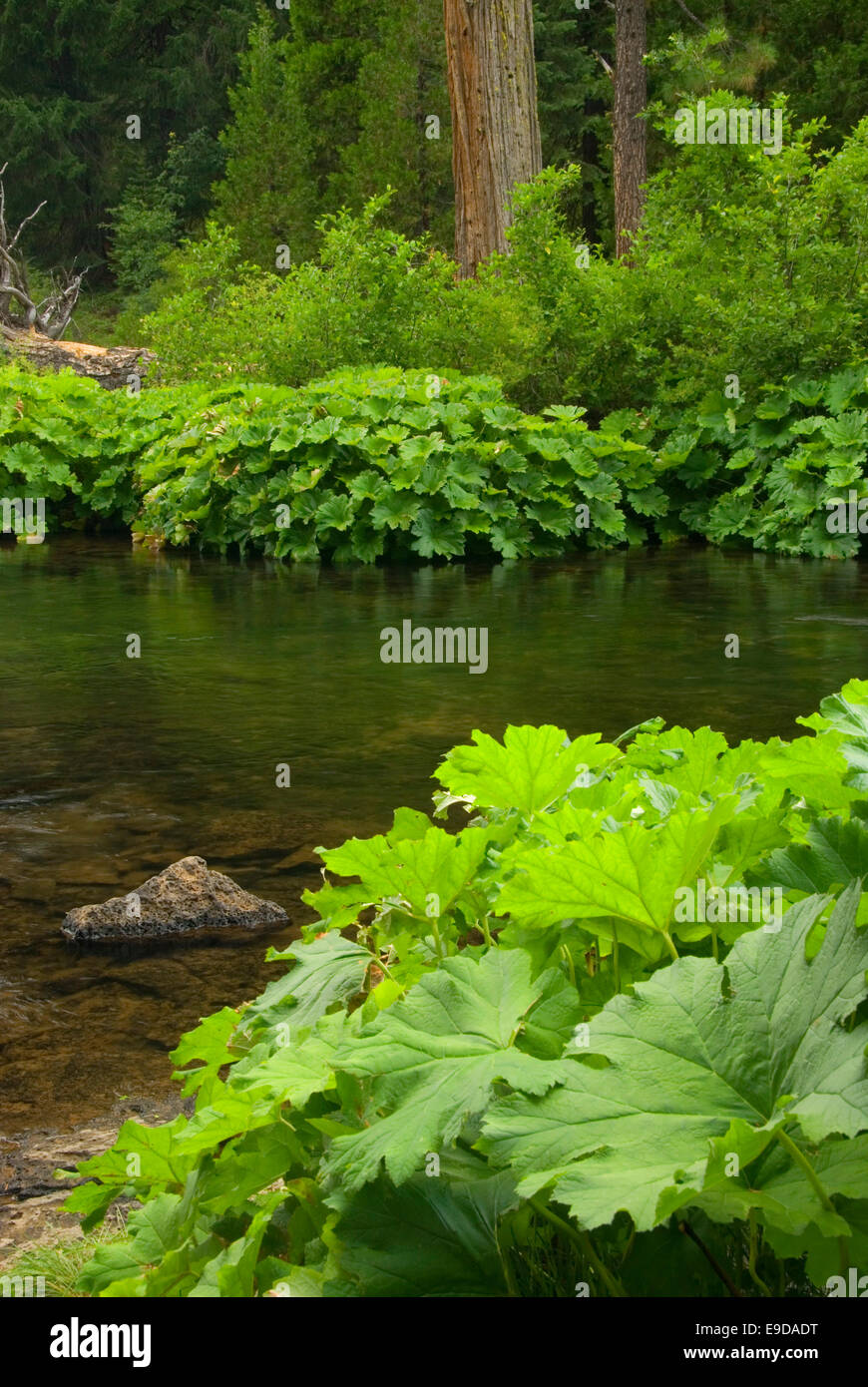 McCloud River, Shasta-Dreiheit National Forest, Kalifornien Stockfoto