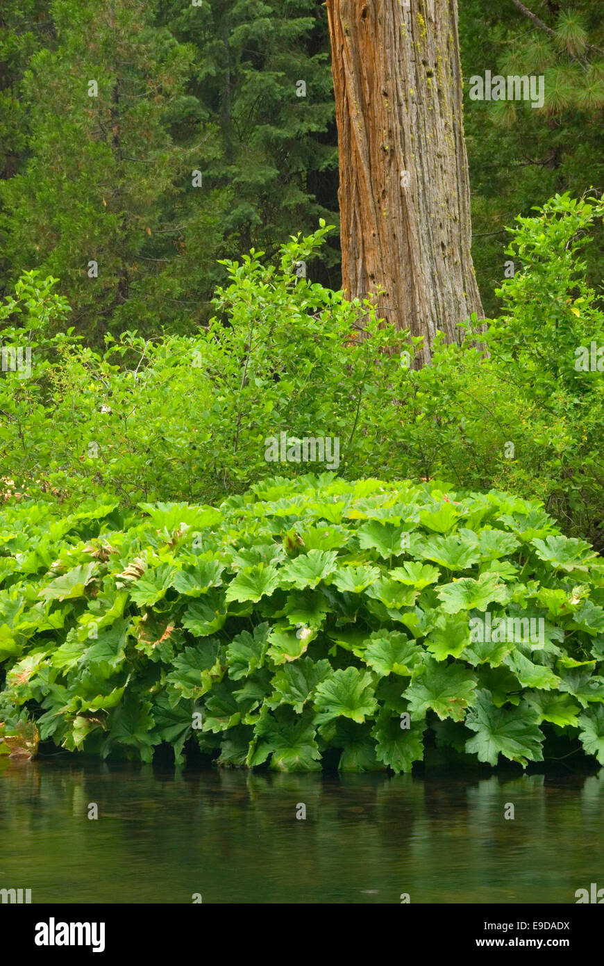 McCloud River, Shasta-Dreiheit National Forest, Kalifornien Stockfoto