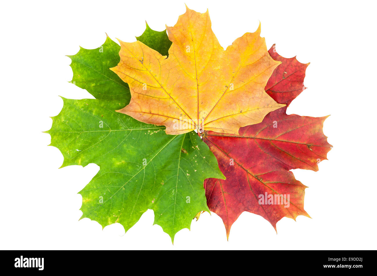 Bunte Herbstblätter Ahorn isoliert auf weißem Hintergrund mit Beschneidungspfad Stockfoto