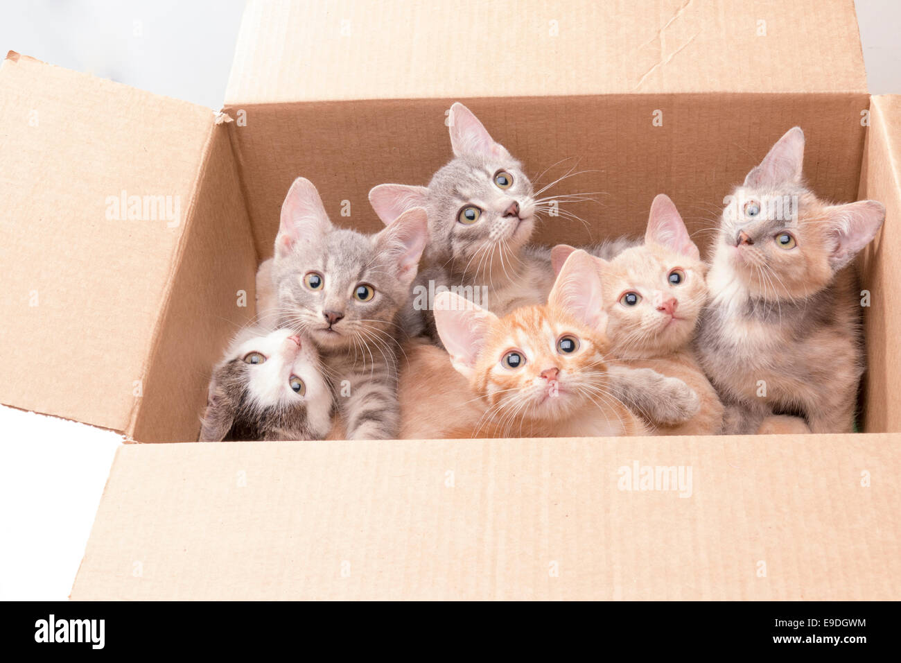 lustige kleine Kätzchen in einer box Stockfoto