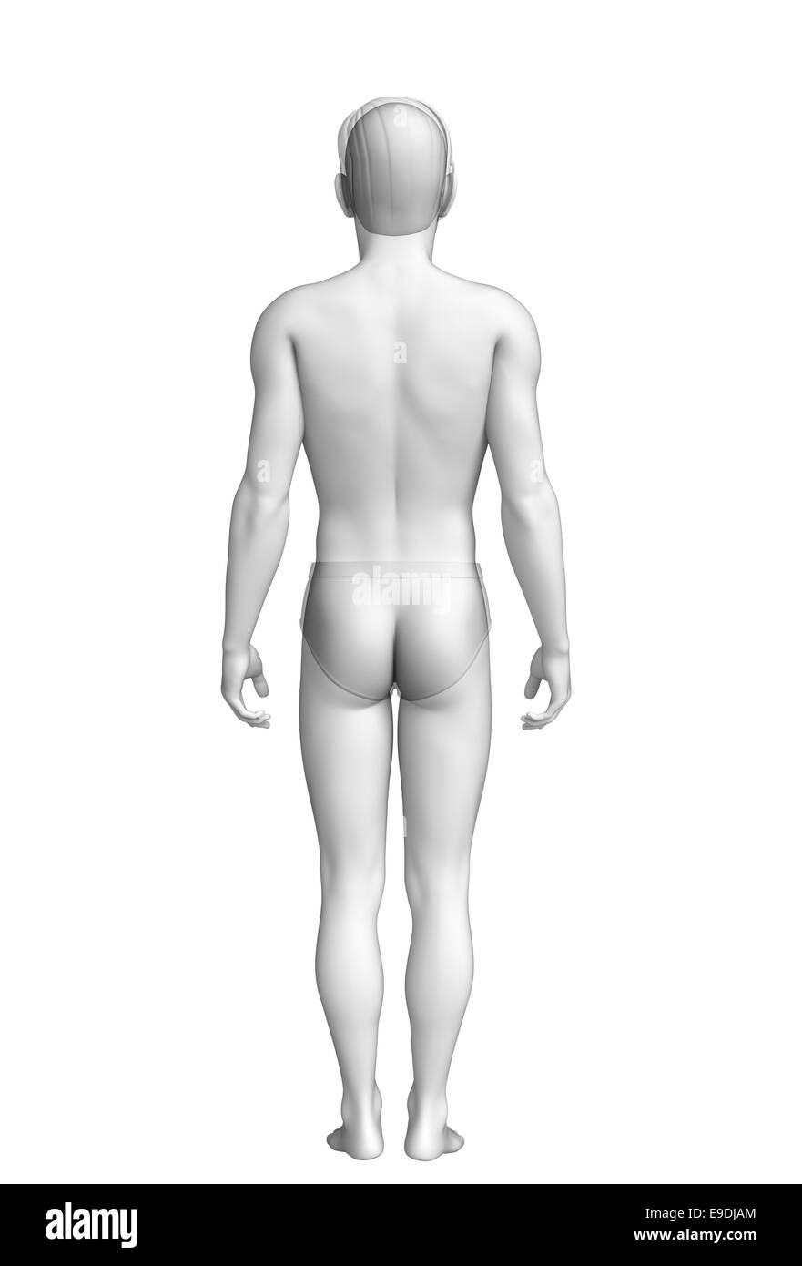 Illustration des menschlichen Körpers-Anatomie Stockfoto