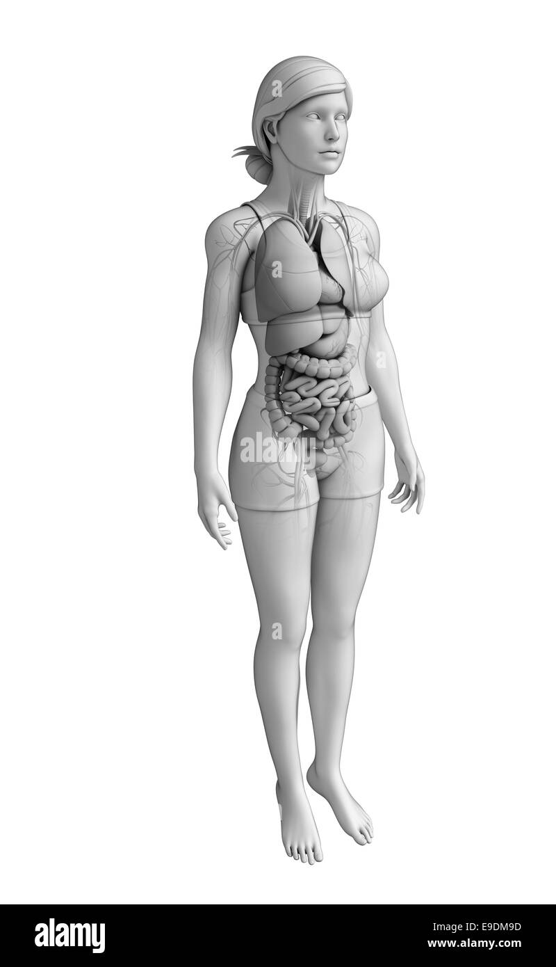 Verdauungstrakt Anatomie Stockfoto