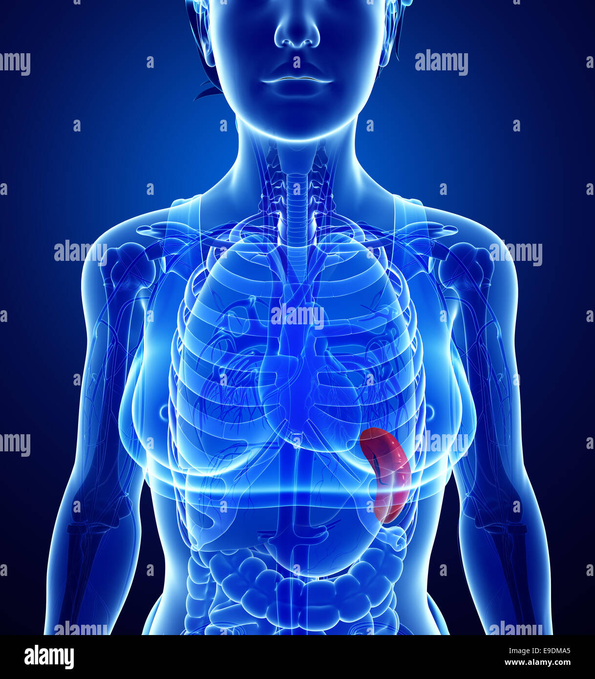 Darstellung der weiblichen Milz Anatomie Stockfoto