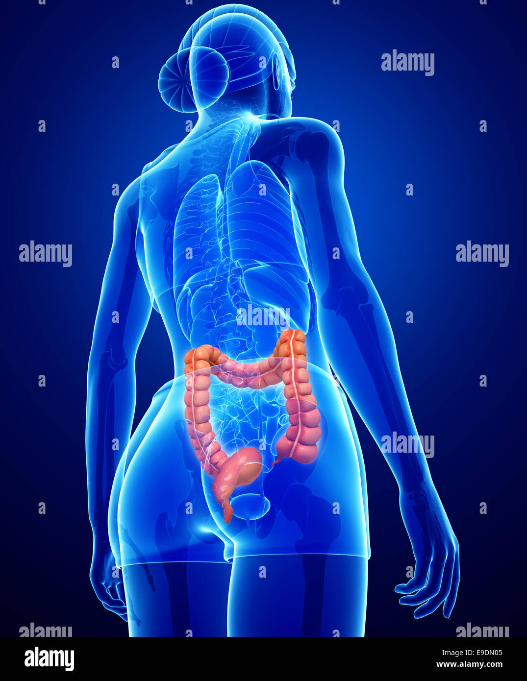 Darstellung der weiblichen Dickdarm Anatomie Stockfoto