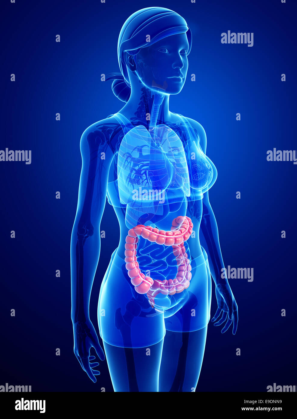 Darstellung der weiblichen Dickdarm Anatomie Stockfoto
