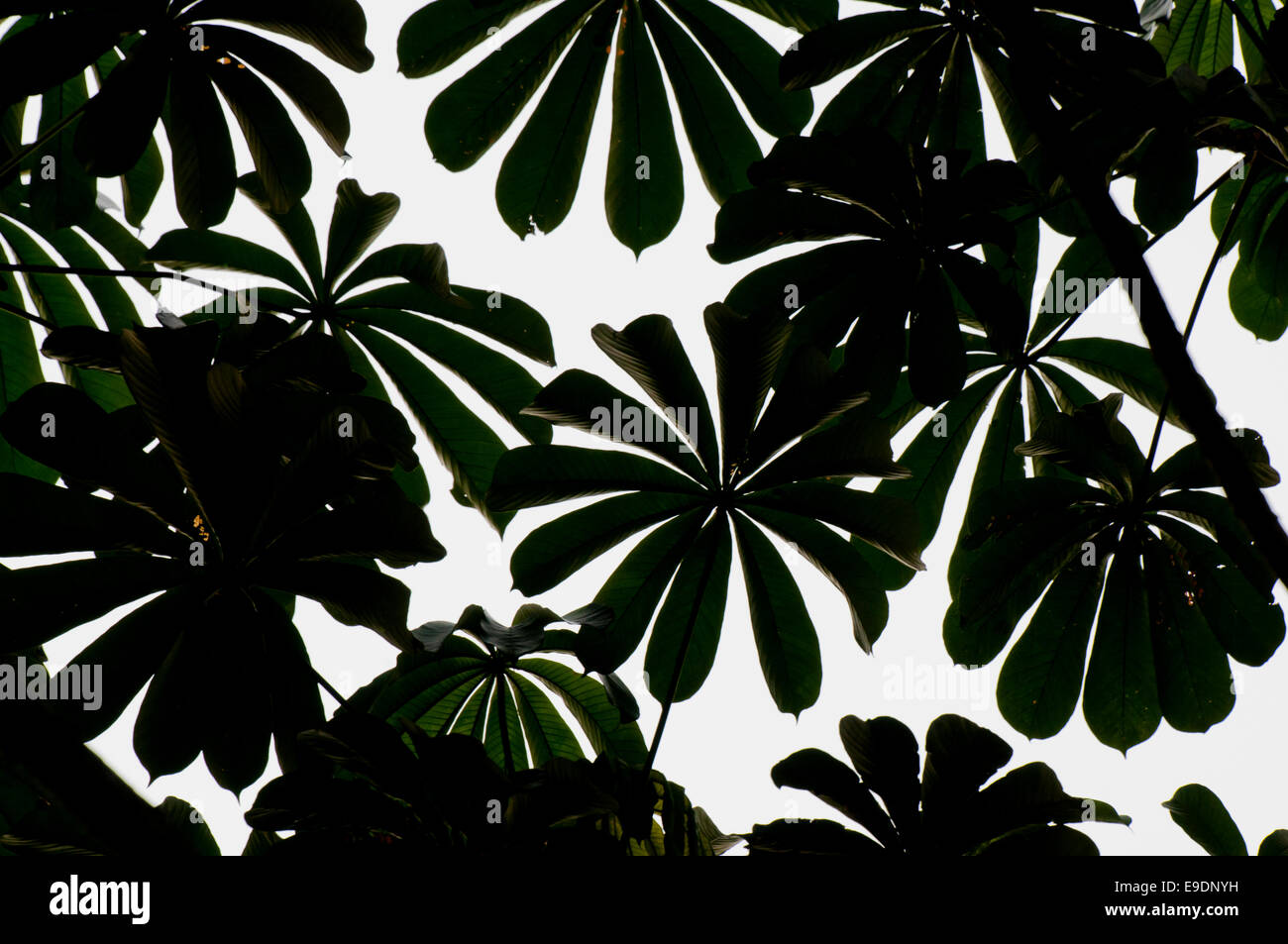 Ein Baldachin aus einer westafrikanischen Difitate Form Baumblättern (Arten unbekannt) am Wli, Ghana Stockfoto