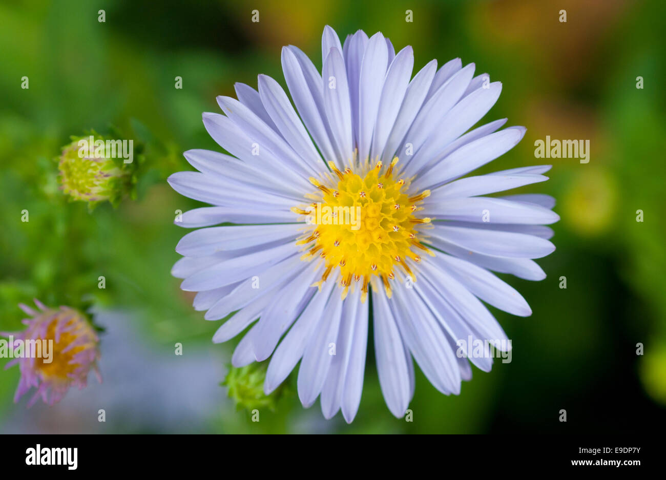 Eine einzelne Blume der Bergaster vor einem dunklen Hintergrund Stockfoto