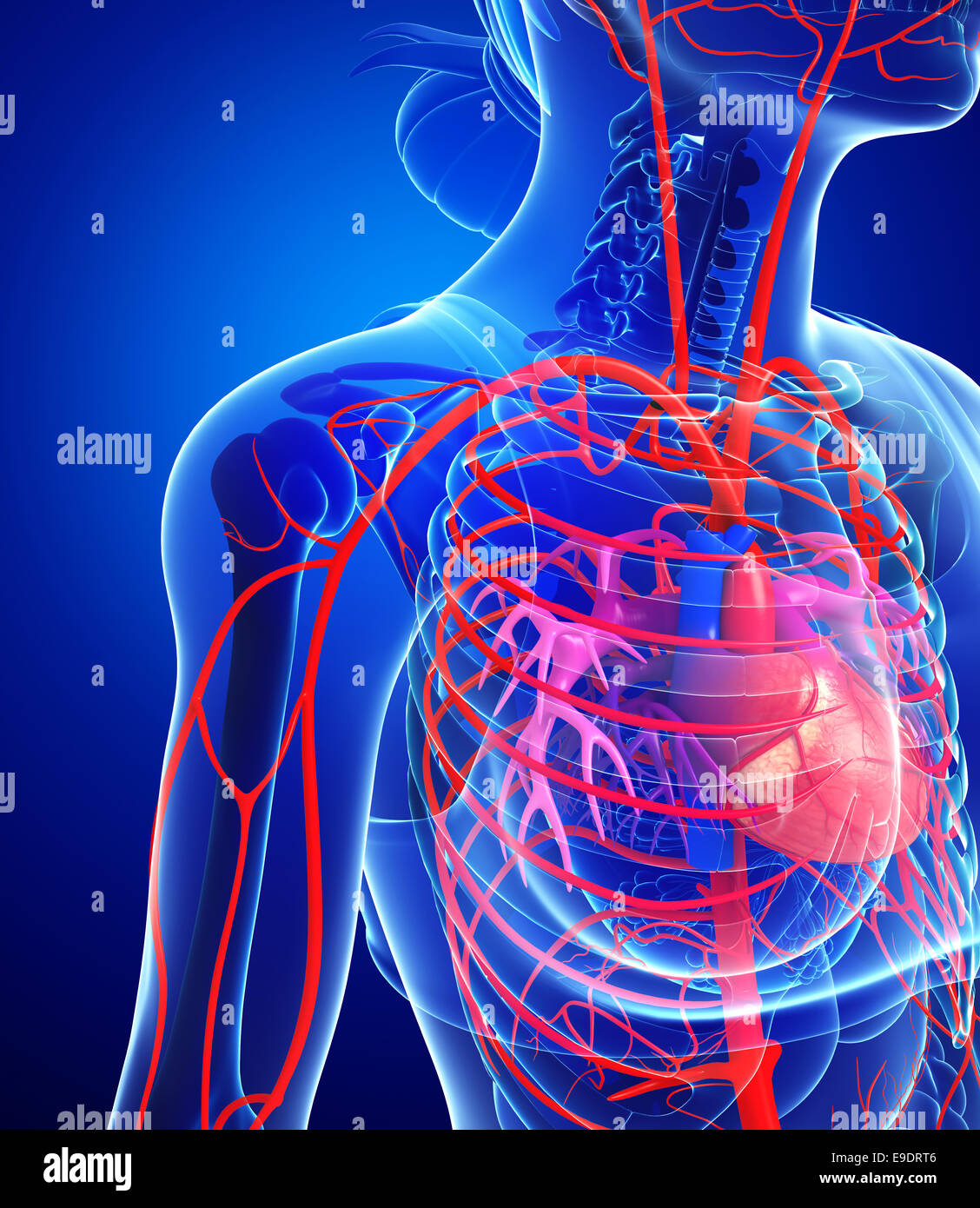 Abbildung des weiblichen Herzens Arterien Stockfoto