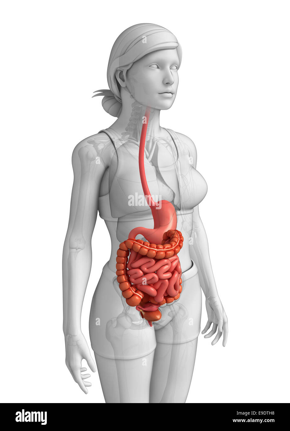 Darstellung der weiblichen Dünndarm Anatomie Stockfoto