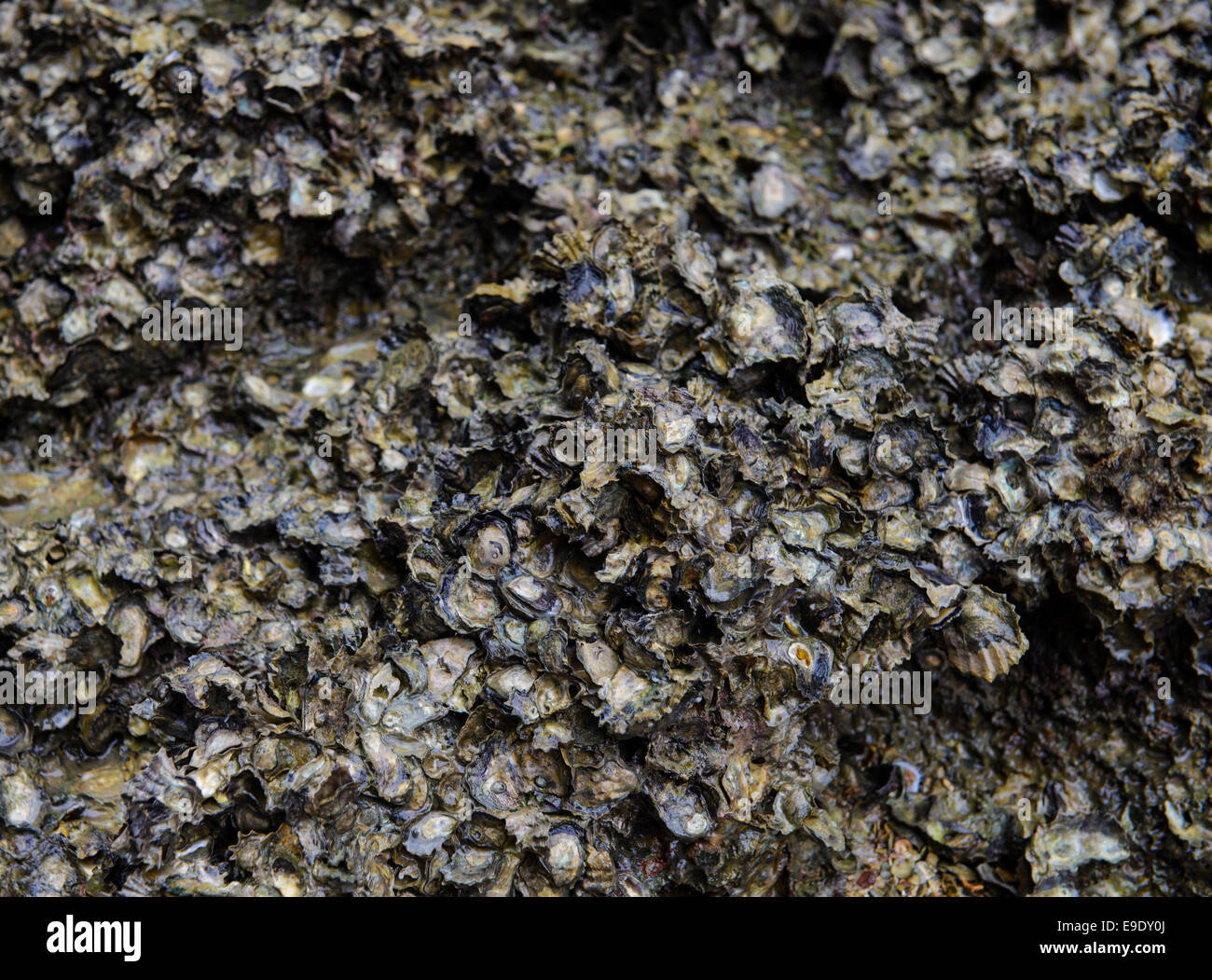 Muscheln auf Felsen Stockfoto