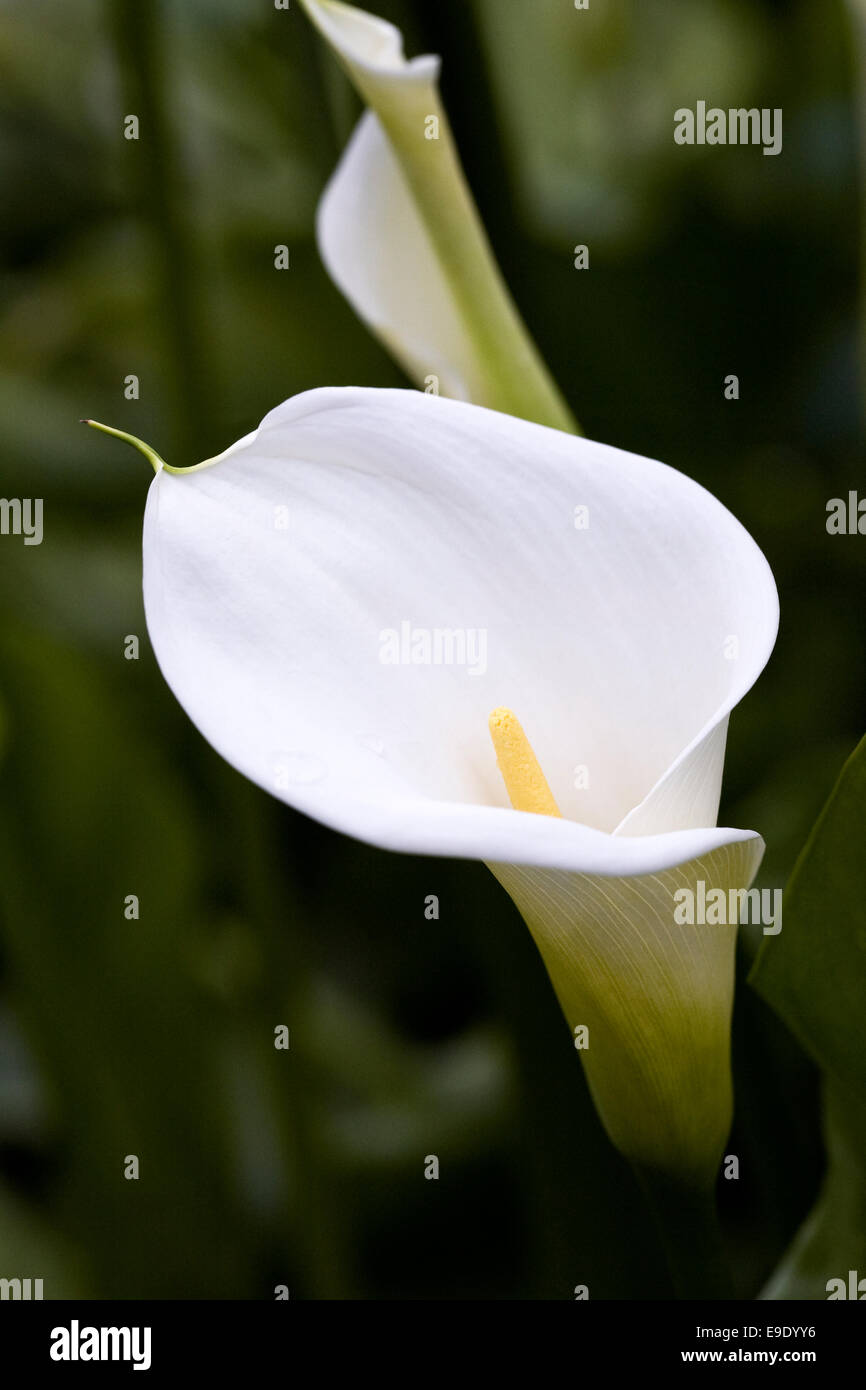 Zantedeschia Aethiopica. Arum Lilie Blume. Stockfoto