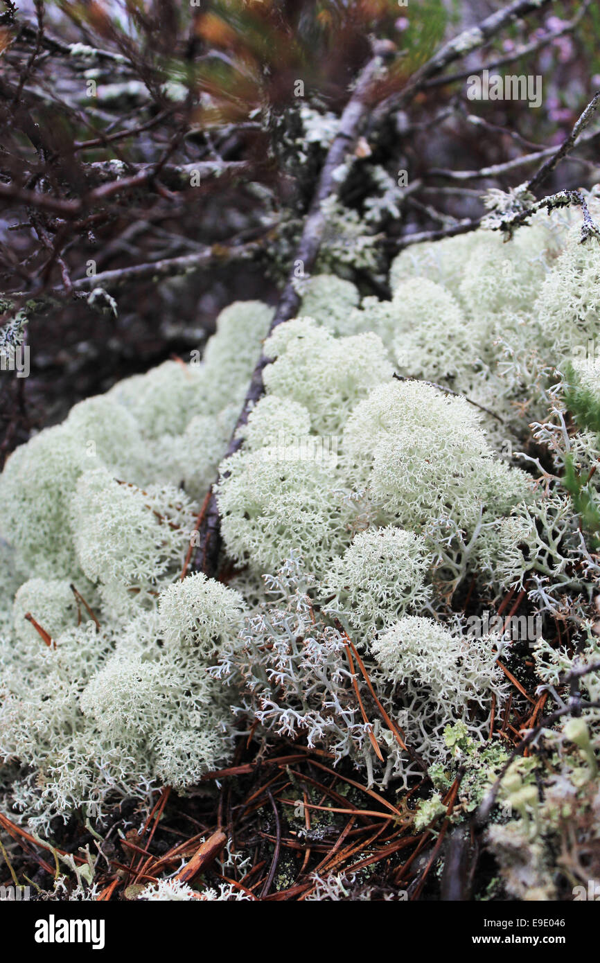 Rentier-Flechten (Cladonia Portentosa) Stockfoto