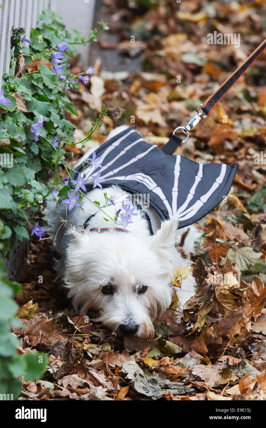 London, UK. 26. Oktober 2014. Hunde in Halloween-Kostümen und ihren Besitzern gekleidet, einige auch in Tracht, versammelten sich die Spanier Inn Pub vor dem Einschiffen auf die jährliche Halloween Dog Walk auf Hampstead Heath von Tierische Liebe "Alle Hunde Materie" organisiert. Bildnachweis: Nick Savage/Alamy Live-Nachrichten Stockfoto