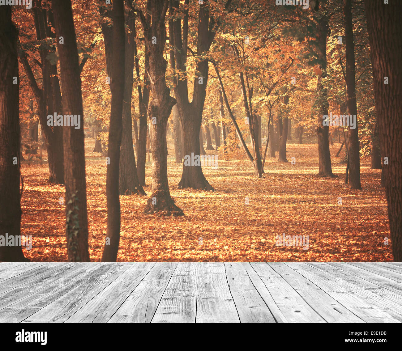 Schönen herbstlichen Wald mit Holzboden Stockfoto