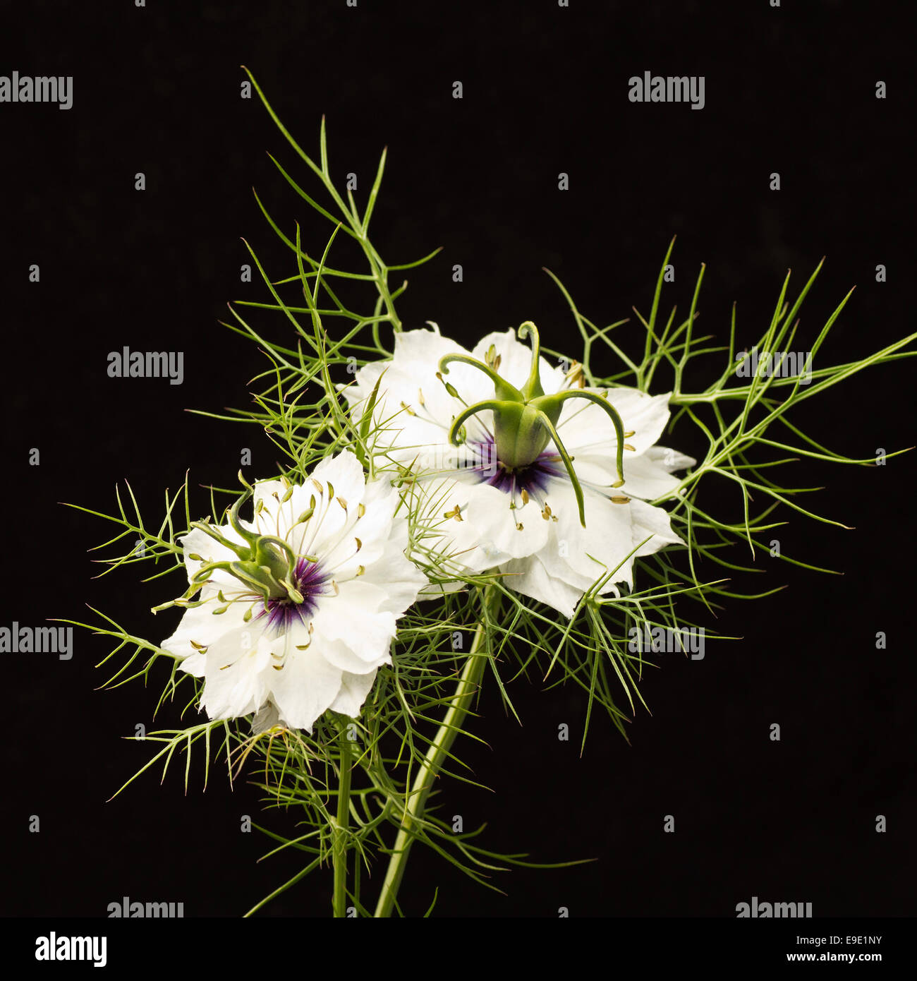 Zwei schöne Blumen von Nigella Damascena - auch bekannt als ' Love-in-a-mist' - set vor einem schwarzen Hintergrund. Stockfoto