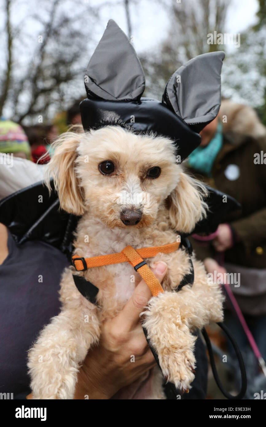 London, UK. 26. Oktober 2014. Lily am alle Hunde Thema Halloween Dog Walk, Hampstead Heath, London, England, um Geld zu sammeln, für die Liebe, die Obdachlosen hilft Credit Hunde: Paul Brown/Alamy Live News Stockfoto