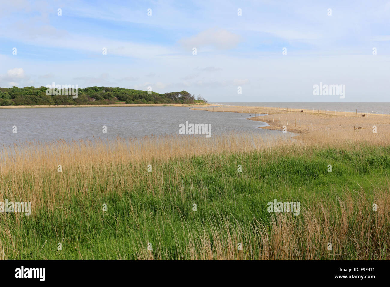 Benacre National Nature Reserve in der Nähe von Covehithe, Suffolk, England, UK Stockfoto