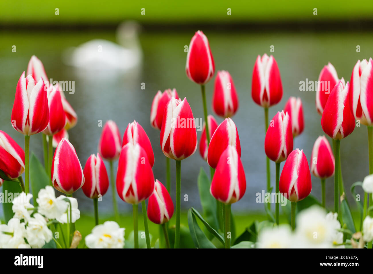 Rosa rot weiße Tulpe geringe Schärfentiefe Feld Bokeh Schwan jonquil Stockfoto
