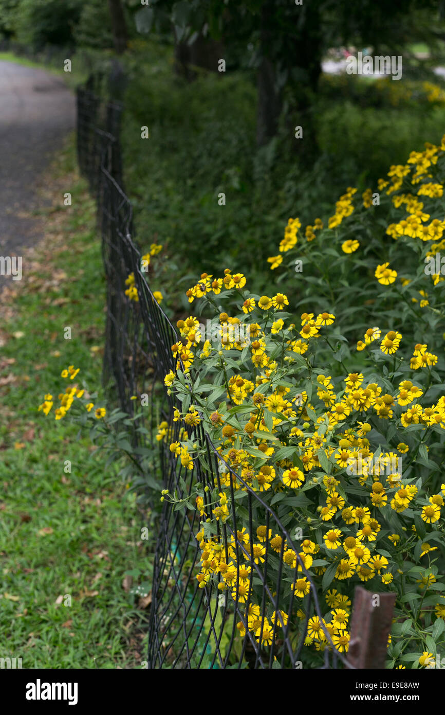 Gelbe Blumen entlang eines Zaunes im Central Park. Stockfoto