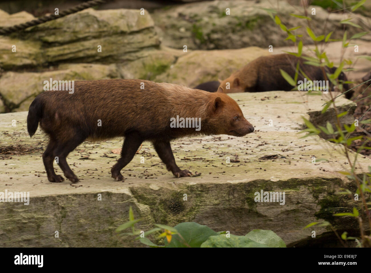 Captive Bush Hund Stockfoto