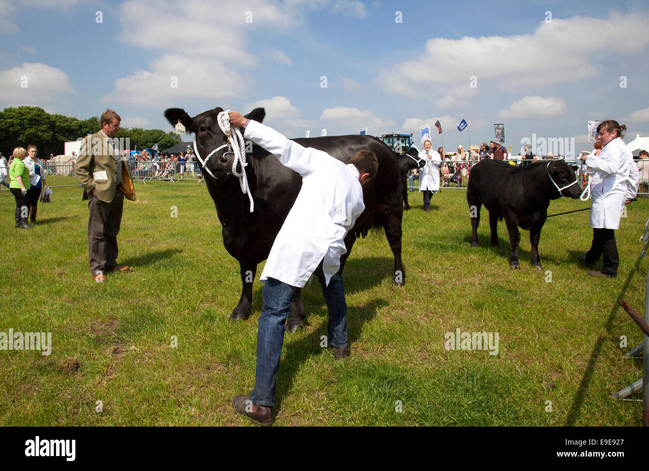 Beurteilung von Vieh auf Honley Agricultural Show, West Yorkshire, England, Großbritannien Stockfoto