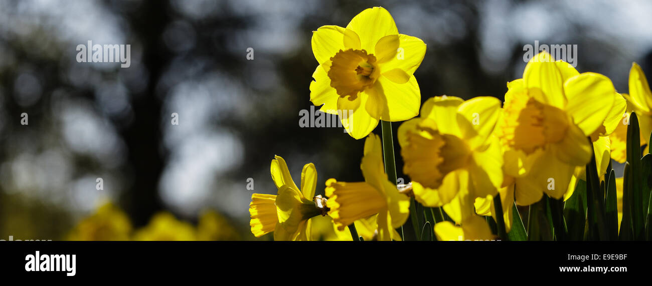 Hinterleuchtete Frühling Narzissen geringe Schärfentiefe Bereich panorama Stockfoto