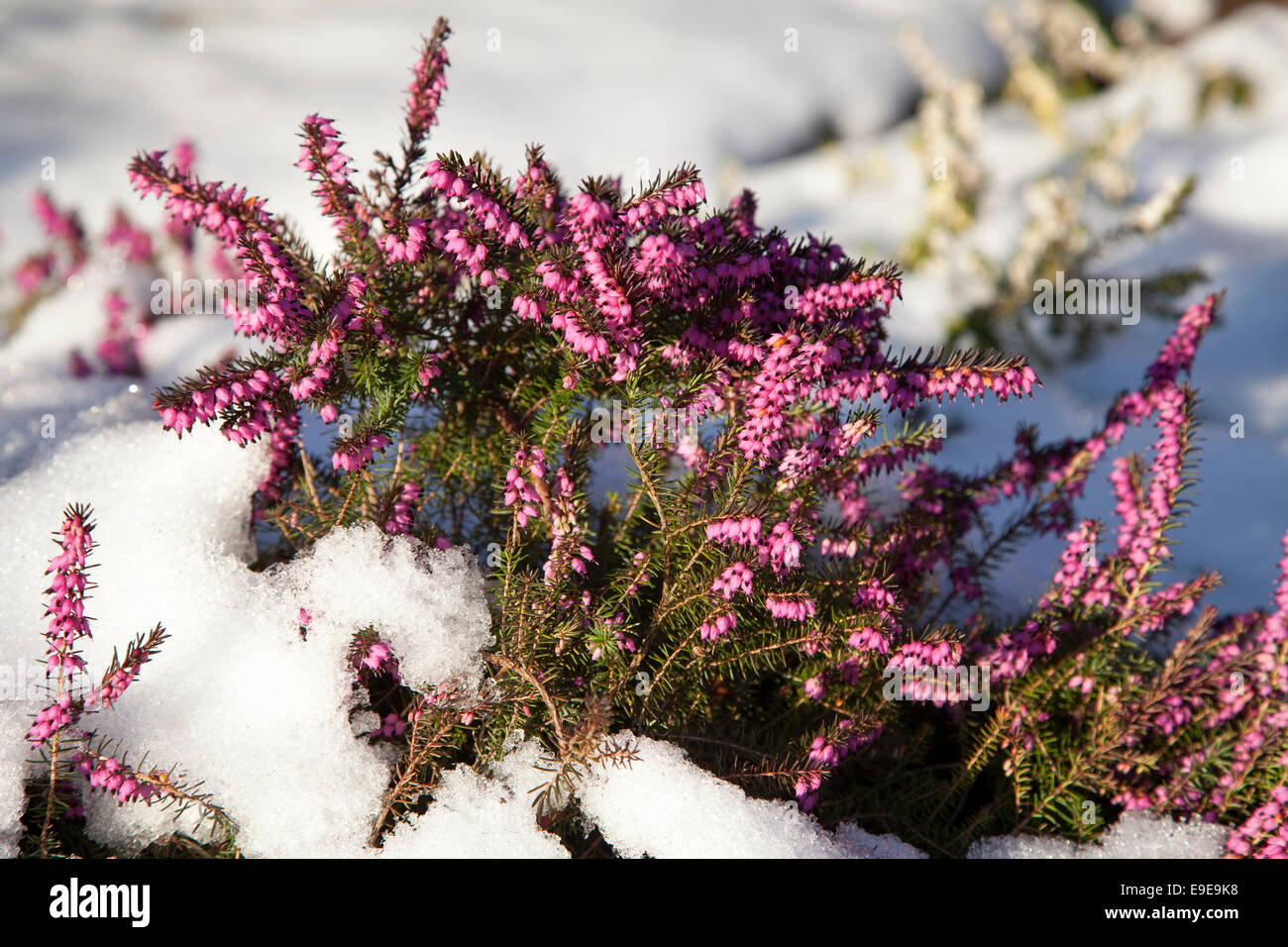 Heather mit Schnee bedeckt. Stockfoto