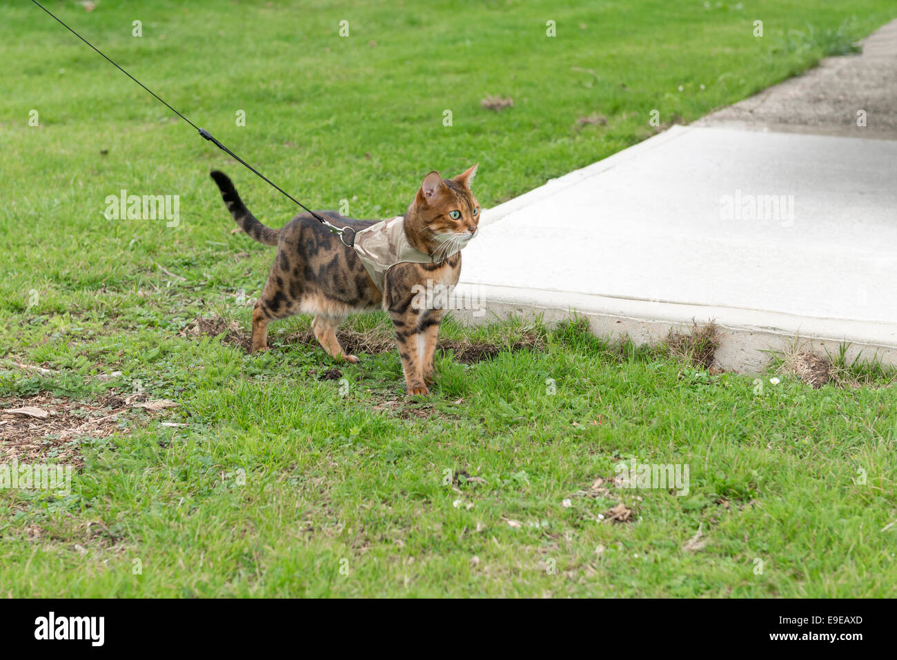 Bengal Cat Domestic Stockfotos Bengal Cat Domestic Bilder