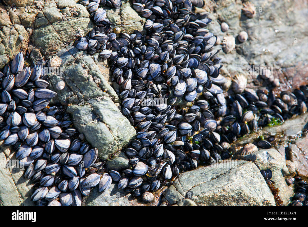 Miesmuscheln, klammerte sich an Felsen an einem Strand - Porto, Portugal Stockfoto