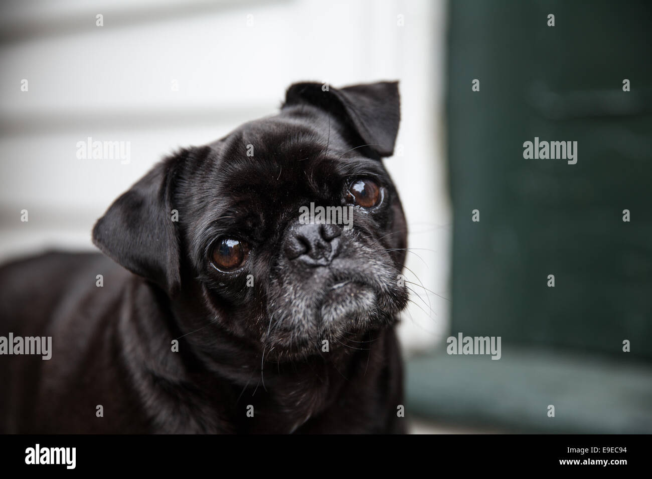 Schwarze Mops Stockfoto