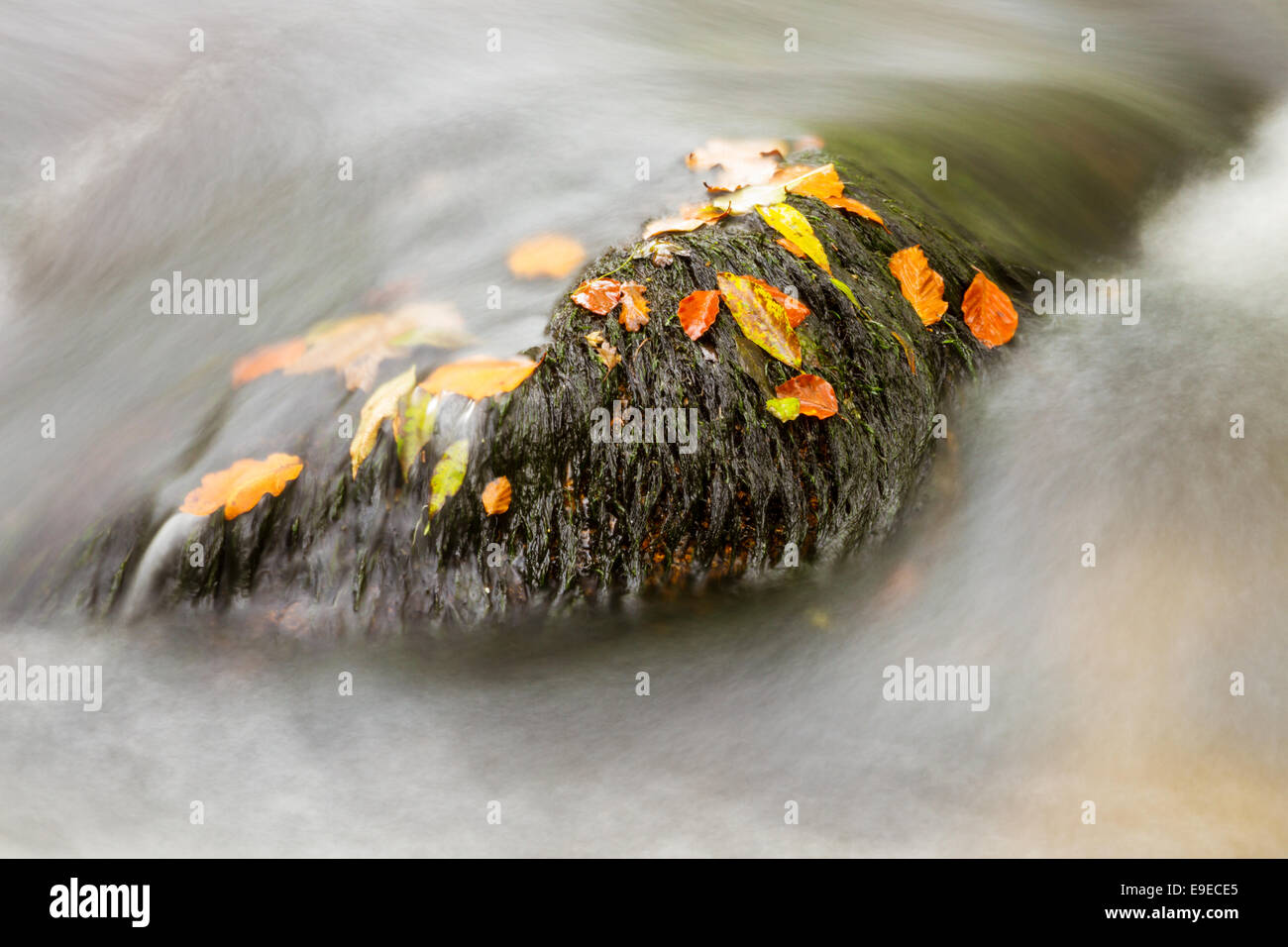 Bewegungsunschärfe Stockfoto