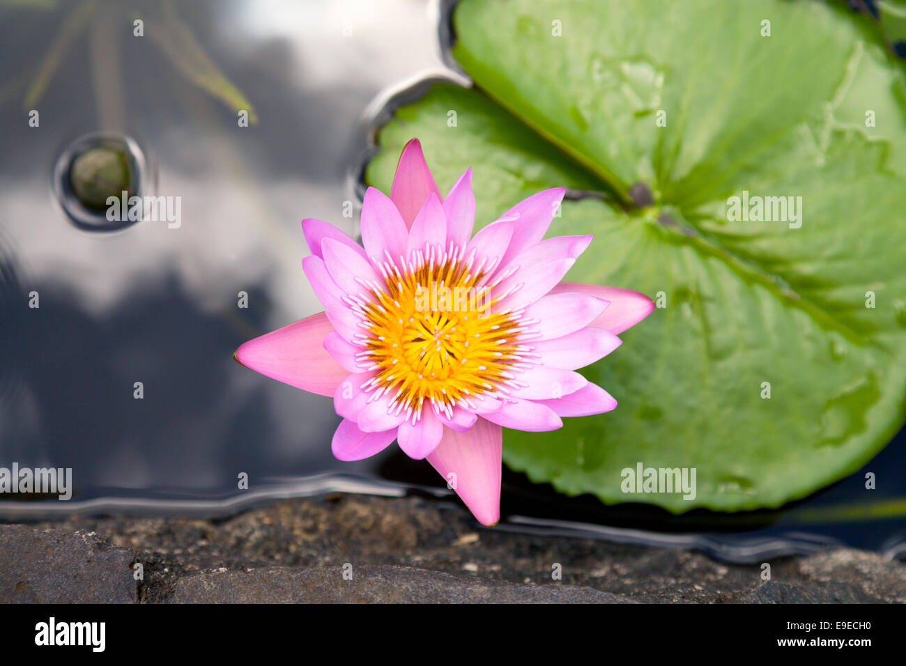 Rosa Seerose Blume, Nymphaea Pubescens, Mauritius-Botanischer Garten Stockfoto