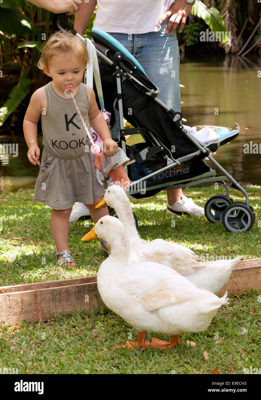 Eine zwei Jahre alte kaukasische Kind spielt mit Enten, Mauritius Stockfoto
