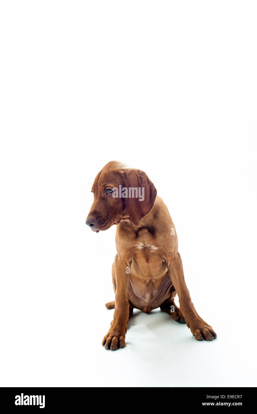 Ungarische oder Magyar Vizsla isoliert auf weißem Hintergrund. Stockfoto